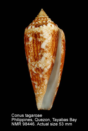 Conus tagaroae (3).jpg - Conus tagaroae (Limpalaër & Monnier,2013)
